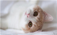 猫咪拉完屎肛门外有血,鲜红色