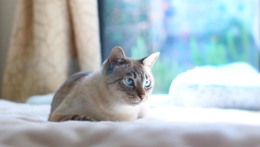 猫嘴巴黑黑的怎么回事儿