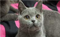 两个月的猫能记住主人吗