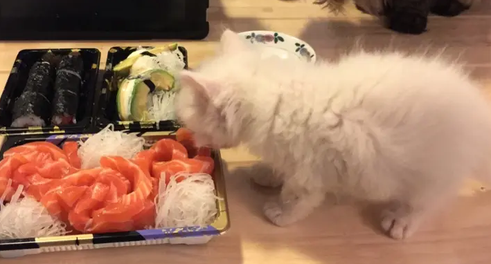 煮熟的三文鱼猫咪不吃怎么办