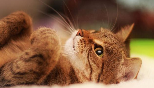 猫走路不稳东倒西歪是有什么问题 猫走路不稳东倒西歪是有什么问题