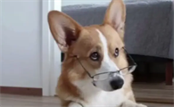 狗狗来例假怎么处理好