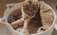 猫最多一顿吃几只虾合适