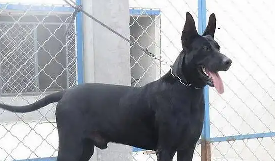 黑狼犬纯不纯怎么分辨?技巧在这里! 黑狼犬纯不纯怎么分辨?技巧在这里!