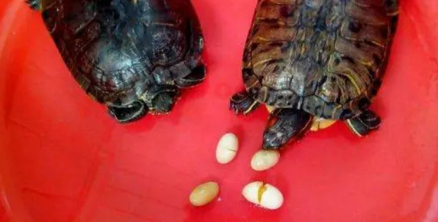 乌龟多久开始下蛋呢 乌龟多久开始下蛋呢