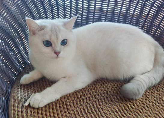 猫不喝水是什么原因造成的 猫不喝水是什么原因造成的
