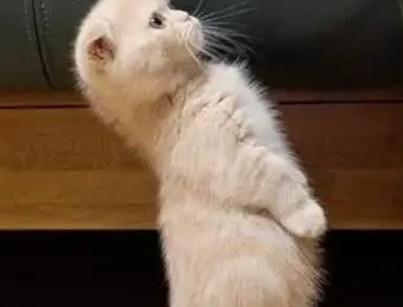 折耳猫发病走路姿势