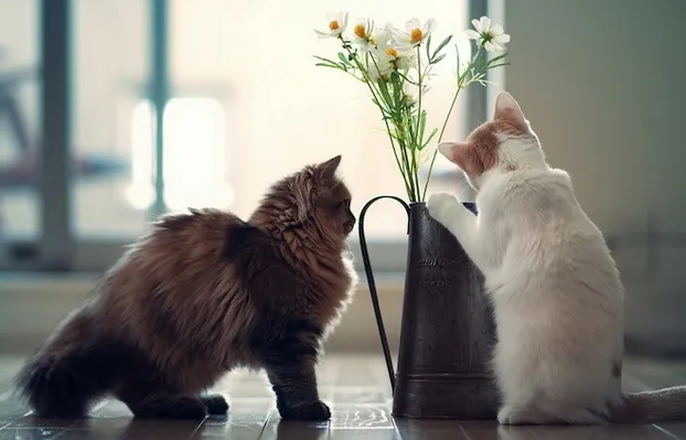 猫咪洗完澡多久可以驱虫 猫咪洗完澡多久可以驱虫