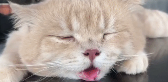 猫咪热的时候吐舌头呼吸急促怎么办