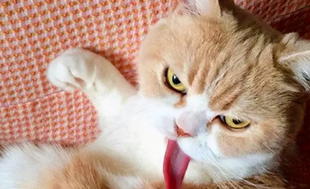 猫吃完就吐是怎么回事,不吃就没事