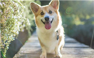 公犬绝育好还是不好