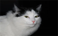 猫咪屁股拉屎擦的时候有血