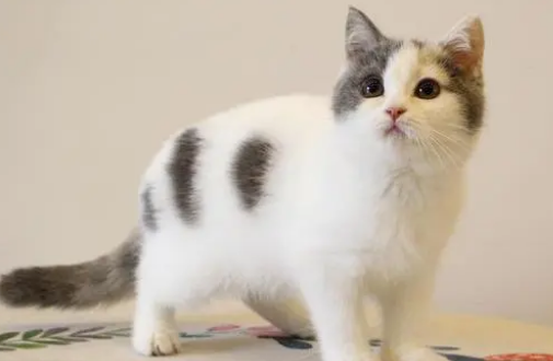 猫咪的尾巴垂下去是怎么回事 猫咪的尾巴垂下去是怎么回事