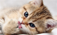 小猫咪感冒了怎么办才好得快