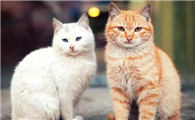 猫身上有蜱虫用简单方法除掉