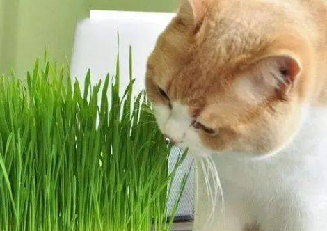 夏天太热怎么给猫咪降温 夏天太热怎么给猫咪降温