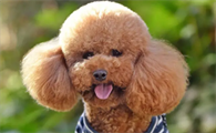 泰迪幼犬能吹空调吗