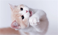 猫藓会传染给猫吗?