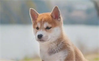 宠物狗螨虫皮肤病怎么治