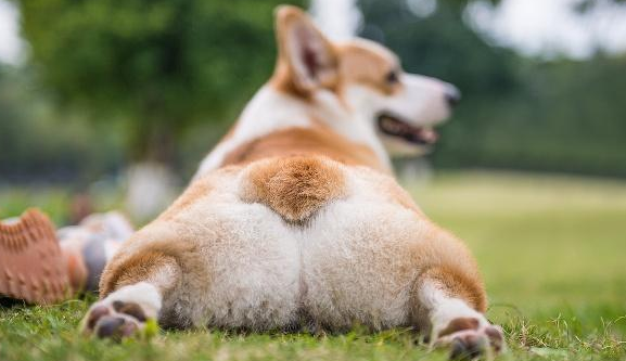 柯基是牧牛犬吗？想了解的来看看