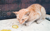 2个月的小猫吐了是什么原因引起的