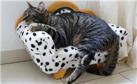 新买的猫一般需要检查什么