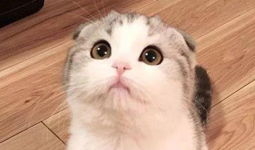 折耳猫一生不发病是存在的吗？