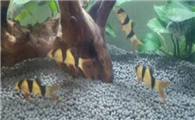 鼠鱼有清缸作用吗