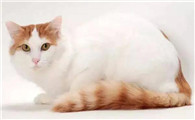 猫绝育线怎么拆