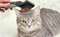 如何改善猫毛粗糙干燥