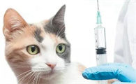 猫打疫苗可以预防猫传腹吗