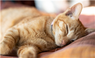 捡到小猫没有羊奶粉怎么办呢