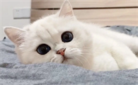 满月小猫吃什么东西
