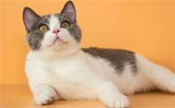 猫咪一直发出咕噜噜的声音是怎么回事