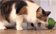 猫一天吐了好几次怎么办
