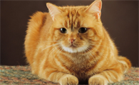 猫绦虫吃什么药彻底清理干净