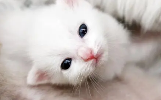 15天的猫咪能养活吗
