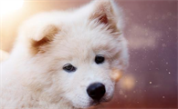 什么季节狗狗掉毛最严重