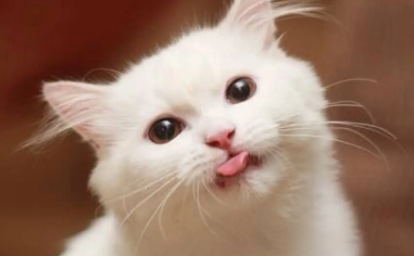 猫自己会得狂犬病吗 猫自己会得狂犬病吗