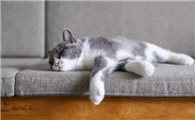 猫咪体外驱虫需要注意什么