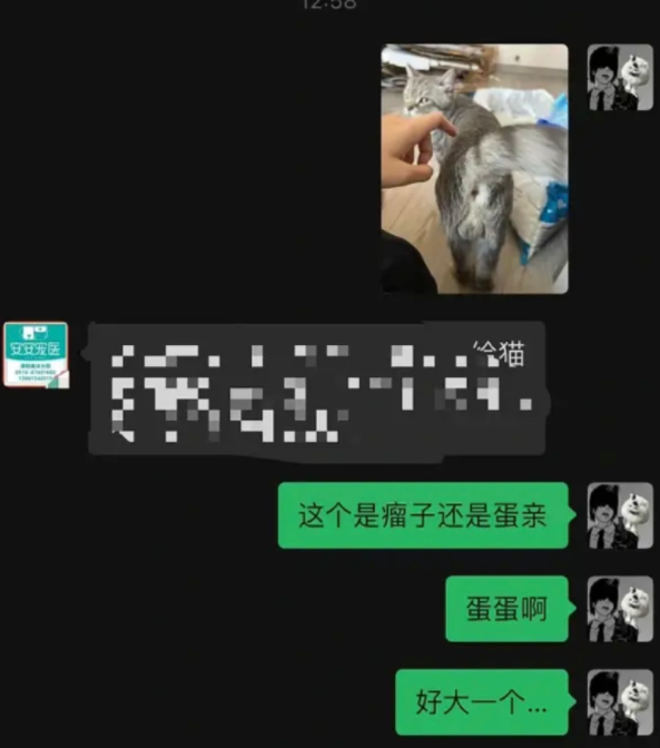 猫咪因一张“巨蛋照”封神!网友:口水擦擦,赶紧趁机颠两把… 猫咪因一张“巨蛋照”封神!网友:口水擦擦,赶紧趁机颠两把…