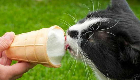 猫咪可以吃绿豆雪糕吗