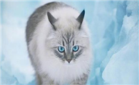 猫咪一天喝多少水是正常的
