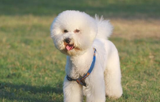 比熊几个月可以吃成犬狗粮