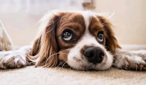 小狗崽几天睁眼睛