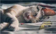 发现猫咪身上有跳蚤怎么办