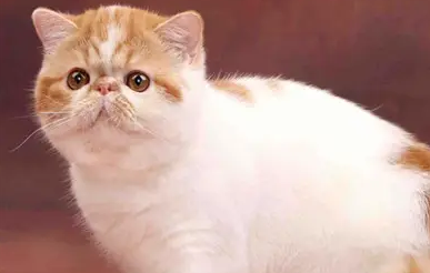 猫身上的跳蚤怎么办怎么彻底消灭它