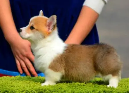 柯基犬大概多少钱 柯基犬大概多少钱