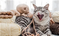 猫咪呕吐的原因及处理方法