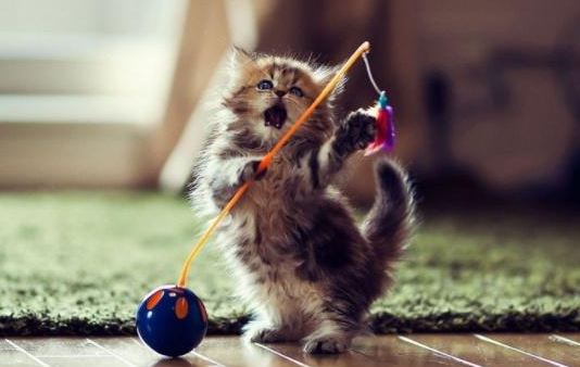 猫疫苗间隔15天可以打吗？